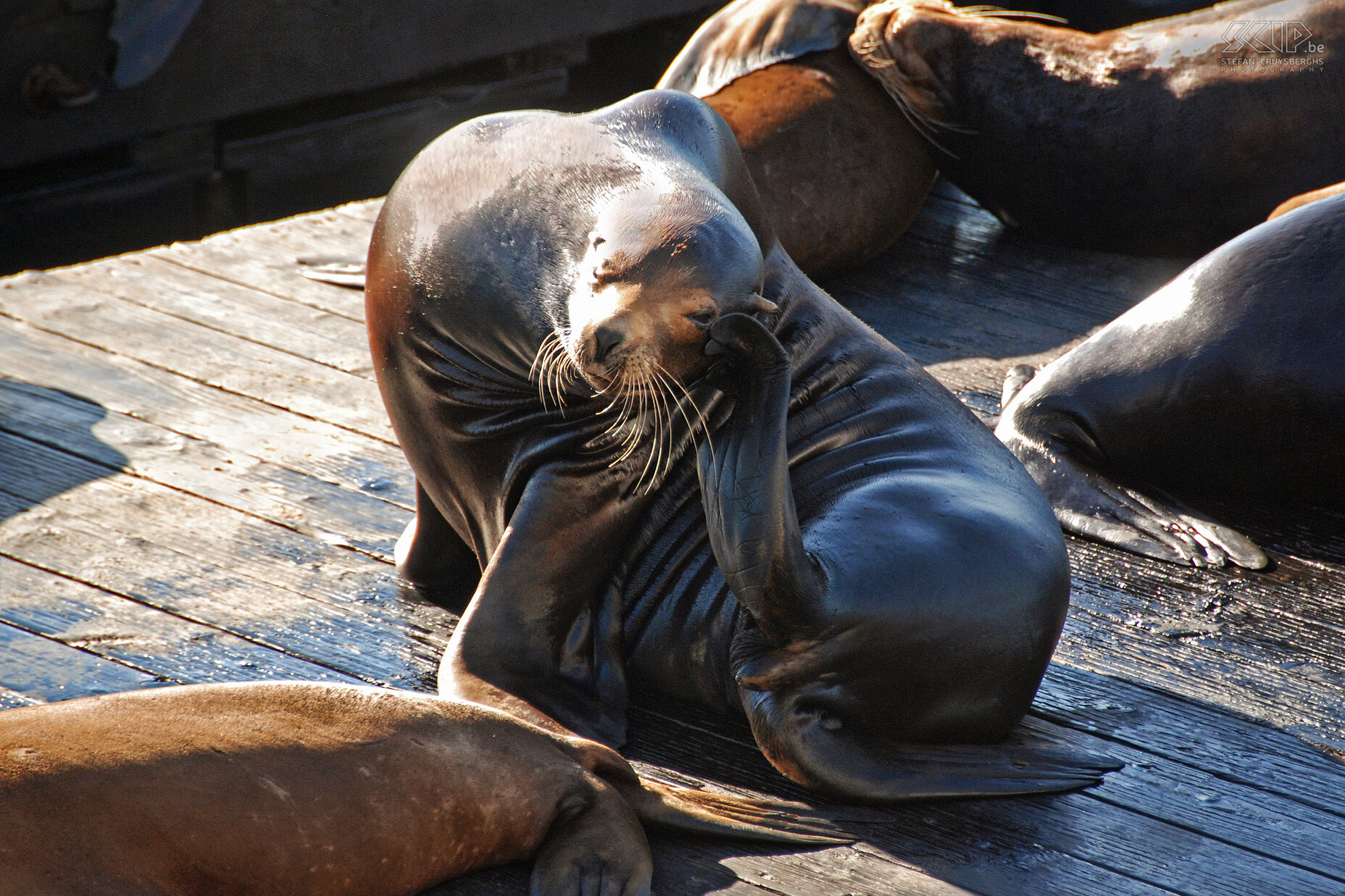 San Francisco - Pier 39 - Zeeleeuw  Stefan Cruysberghs